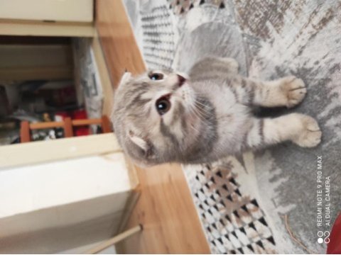 Scottish fold yavrumuz