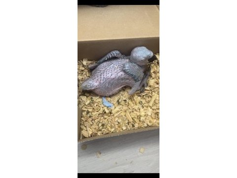 Sarı lacivert bebek macaw