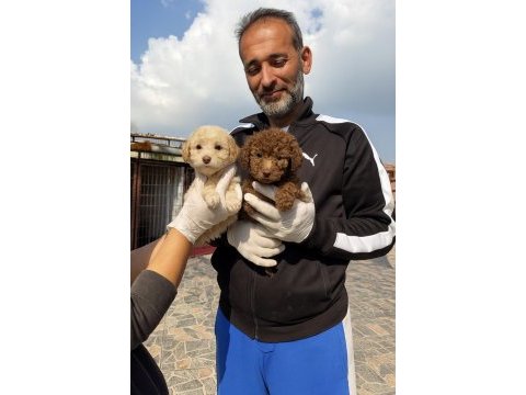 Dev poodle çok şirin yavrular ruhsatlı çiftlik 