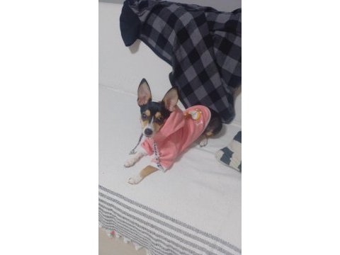 Şivava köpeğimiz mila ya güzel bir yuva