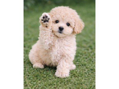 Uygun bütçeli poodle bebeklerimiz