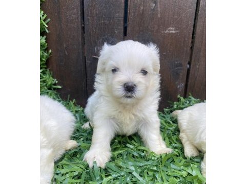 Kore maltese yavrular