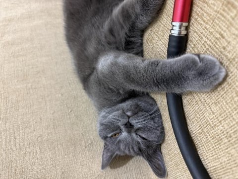 Ücretsiz sahiplendirme british shorthair acil