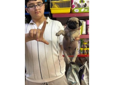 0 burun pug mops yavrularım hazır