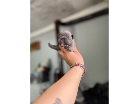 Egzotik french bulldog bebeklerimiz