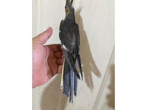 54 günlük kusursuz grey bebek sultan papağanı