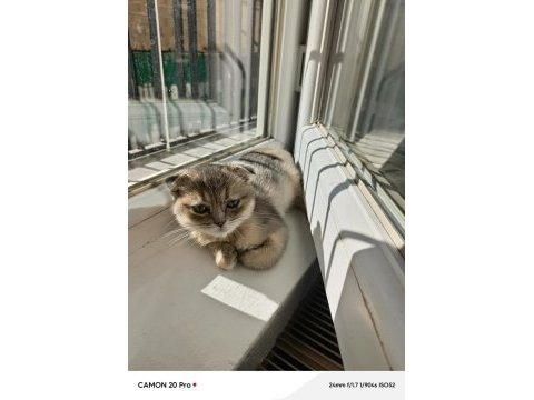 Yavru scottish fold kedimiz