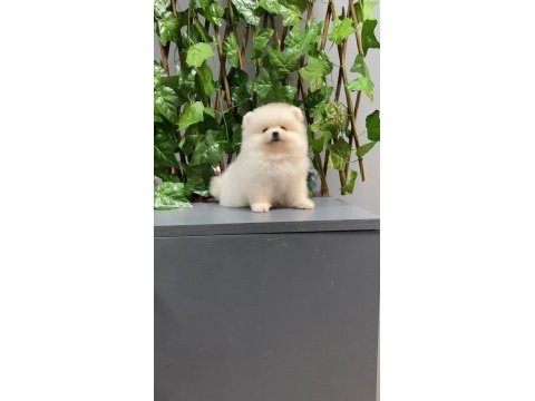 A+ kalite pomeranian yavrularımız 81 ile gönderim mevcut