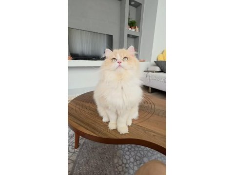 British longhair kedilerim