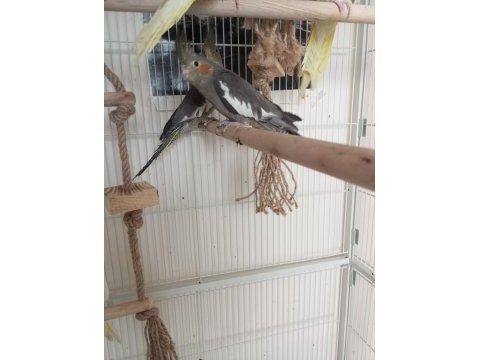 3 aylık sultan papağanları