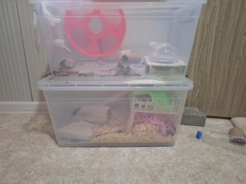 Eğitimli hamster pamuk
