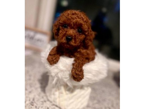 Sevimli ufacık toy boy poodle yavrular