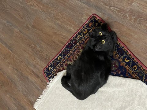 Scottish fold kedimize sıcak bir yuva arıyoruz