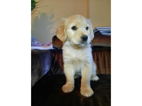 Golden retriever yavrularımız baby face ırk garantili