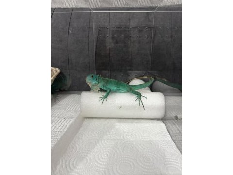 Mavi ıguana