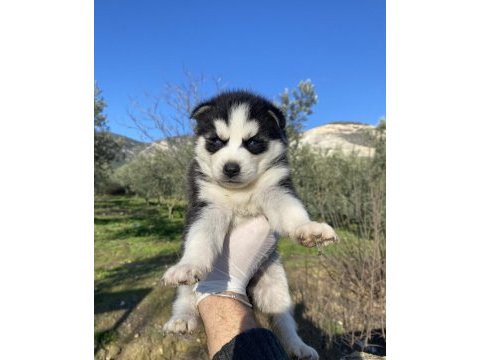 Irk garantili husky yavrularımız