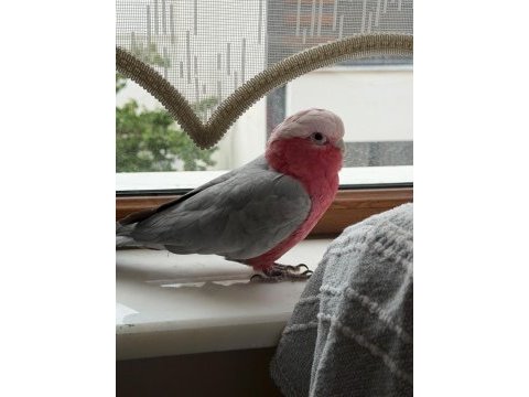 1 yaşında erkek galah kakadu
