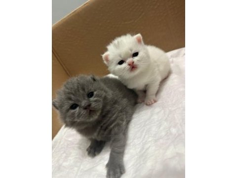 Kaliteli scottish fold yavru bi bakin yaaa
