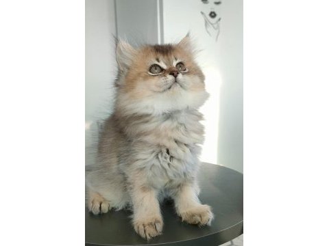 British longhair kedilerim