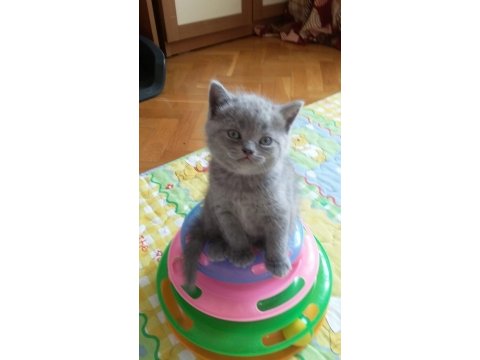 Yavru dişi kedimiz 2 aylık babalık hakkımız tek yavru