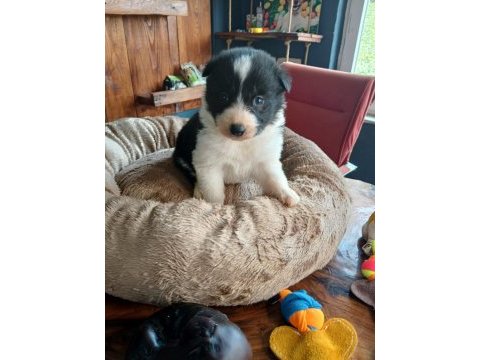 Mükemmel kalitede border collie bebekler için acele edin