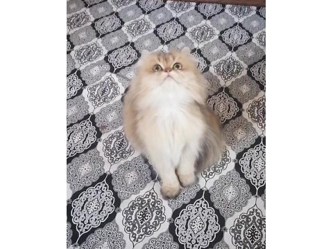 Golden british longhair ny 12 dişi