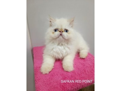 İran persian red point safkan erkek yavru sıfır burun