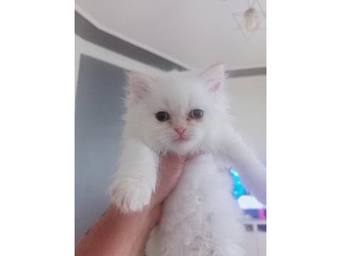 Mavi göz exotic chinchilla melezi yavrular
