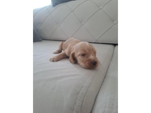 Minik cocker yavrularımız