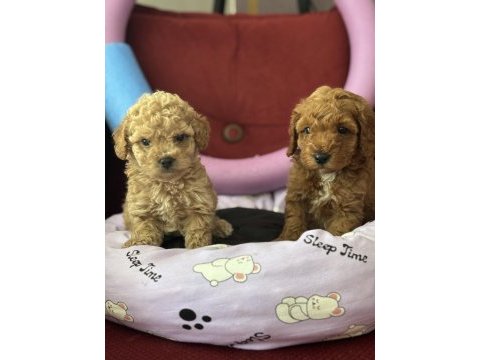 Mükemmel kaliteli oyuncak gibi poodle yavrularımız