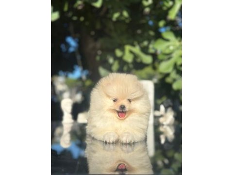 Show kalite pomeranian boo yavrularımız