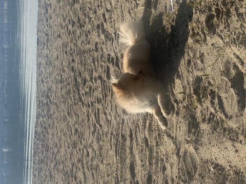 1 yaş pomeranian acil şehir değişikliği yapacağım için