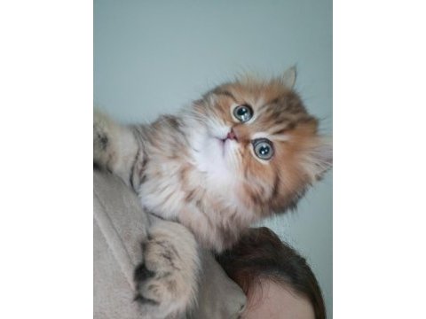 Çok sevecen golden black longhair 2,5 aylık kedimiz