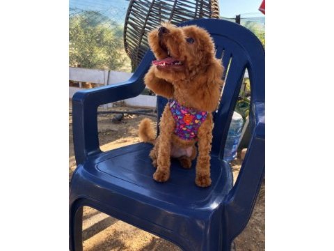 Dişi 6,5 aylık poodle
