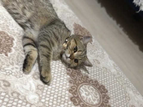 Golden tabby dünya güzeli bir british shorthair