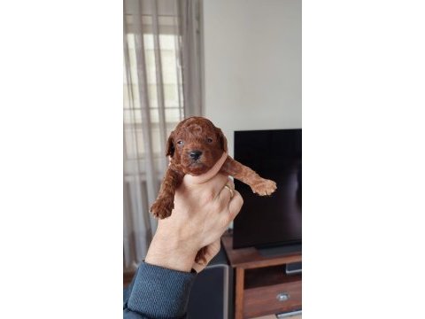 Anne baba orjinal toy poodle bebekler