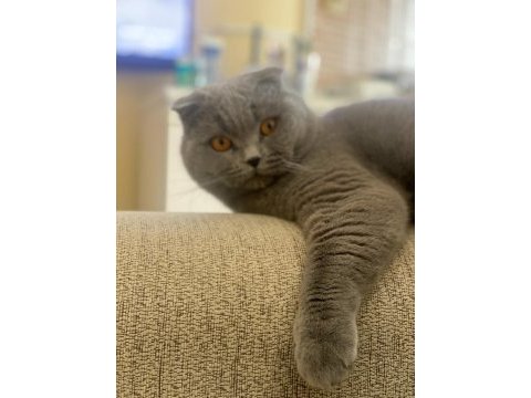 Oğluma gelin adayı arıyorum scottish fold