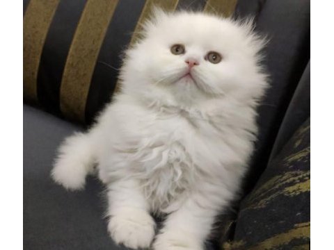 Irk ve sağlık garantili scottish fold
