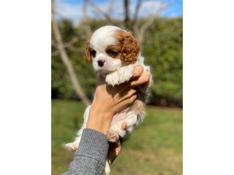 Cavalier king charles yavrularımız
