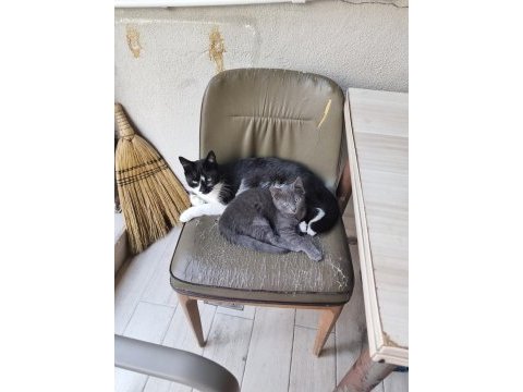 Anne kedi ve yavrusu
