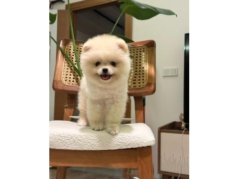 Teddy ayı surat pomeranian