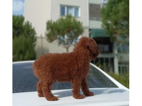 Toy poodle kore kanı ırk garantili