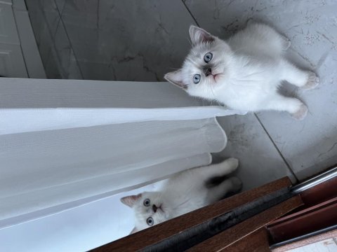 Safkan 75 günlük british shorthair bebekler