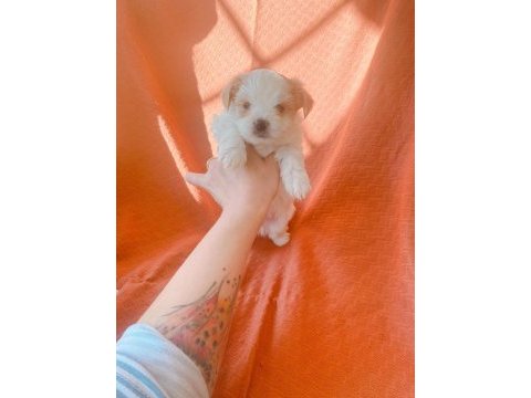 Show kalite tea cup morkie yavrularımız 