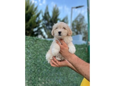 Sevimli morkie köpeği