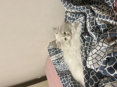 Dünya tatlısı 2.5 aylık yavru british longhair