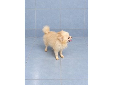Yeni yuvasına gitmeye hazır pomeranian