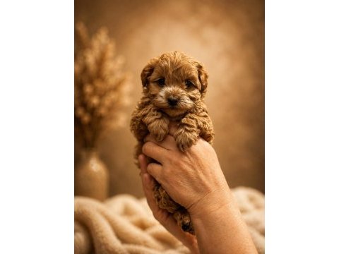 Toy poodle yavrumuz