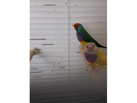 Gökkuşağı ispinoz takım