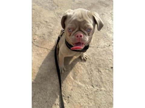 Türkiyede tek pug
